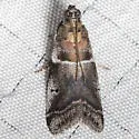 Quasisalebria atratella - Hodges#5779.1 - photo 3