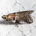 Quasisalebria atratella - Hodges#5779.1 - photo 4