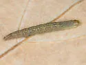 Quasisalebria atratella - Hodges#5779.1 - photo 5