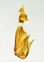 Quasisalebria fructella - Hodges#5777 - photo 2