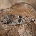 Quasisalebria occidentalis - Hodges#5777.1 - Quasisalebria occidentalis