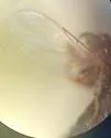 Quateiella miniscula