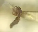 Quateiella miniscula - photo 2