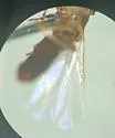 Quateiella quatei