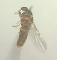 Quateiella quatei - photo 2