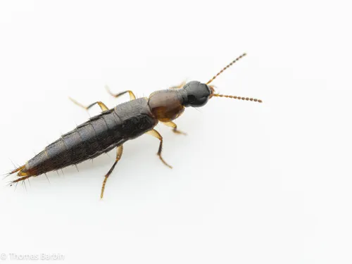 Quediellus debilis - Quediellus debilis