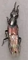 Quedius longipennis