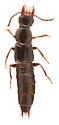 Quedius longipennis - photo 5