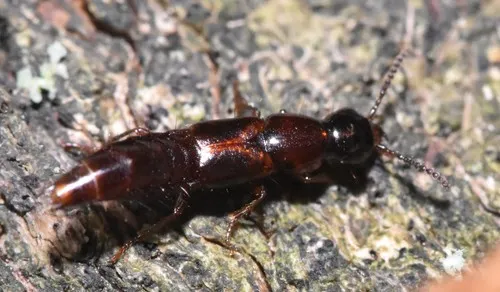Quedius plagiatus - Quedionuchus plagiatus