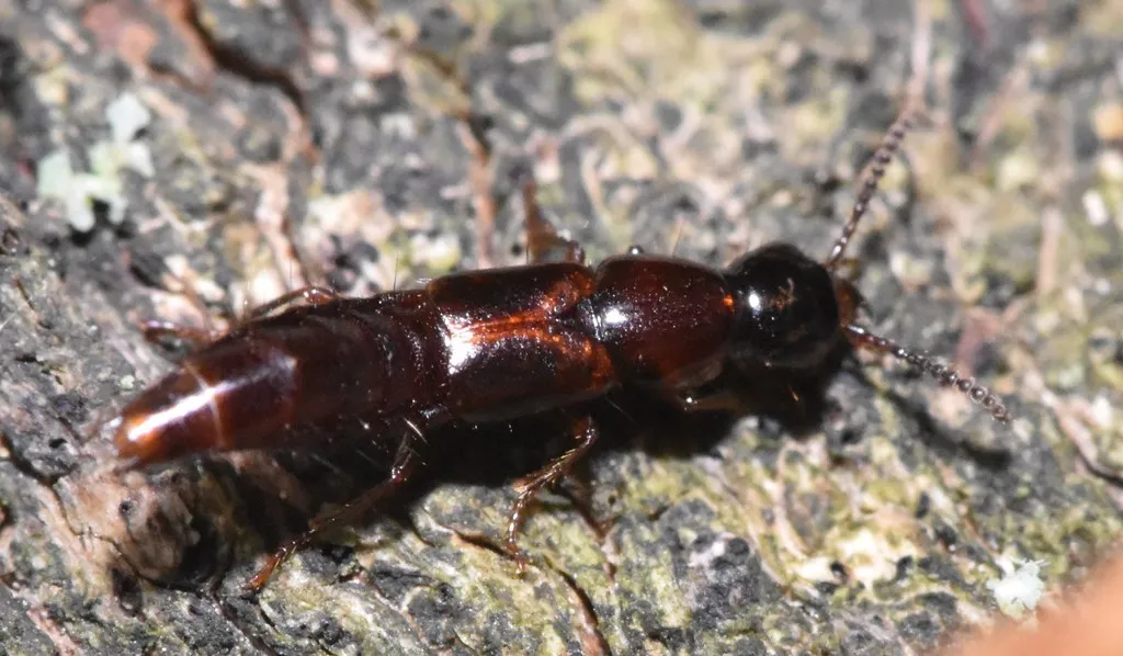Quedius plagiatus - photo 2