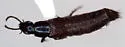 Quedius aenescens