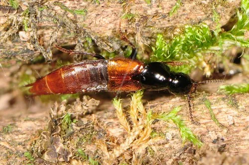 Quedius alesi