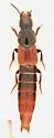 Quedius bicoloris