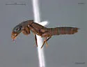 Quedius brunnipennis - photo 2