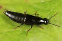 Quedius capucinus