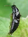 Quedius capucinus - photo 2