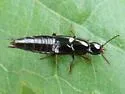 Quedius capucinus - photo 4