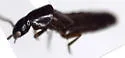 Quedius charactus - photo 2