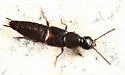 Quedius cinctus