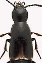 Quedius cinctus - photo 3