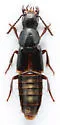 Quedius cinctus - photo 4