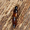 Quedius criddlei