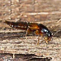 Quedius criddlei - photo 2