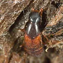 Quedius criddlei - photo 3