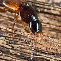 Quedius criddlei - photo 4