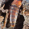 Quedius criddlei - photo 5
