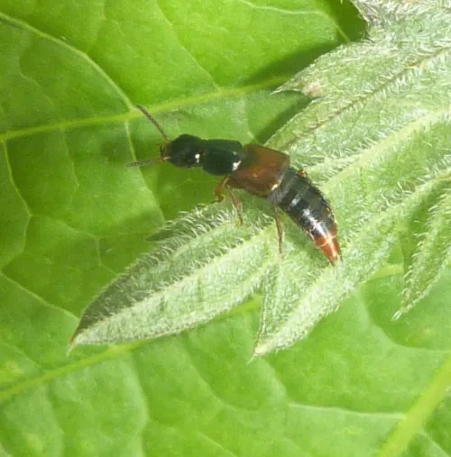 Quedius cruentus