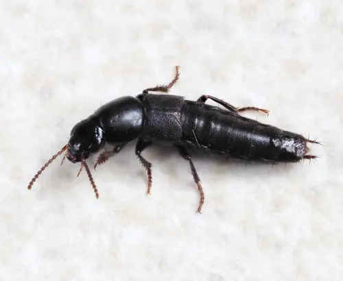 Quedius curtipennis - Quedius curtipennis