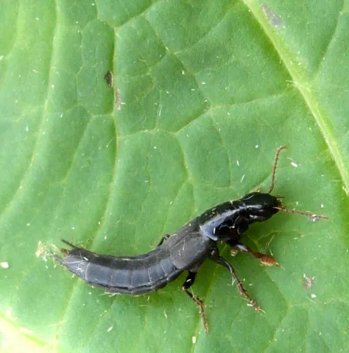 Quedius curtipennis - photo 2