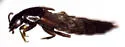 Quedius densiventris - photo 2