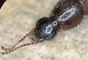Quedius densiventris - photo 5