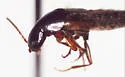 Quedius divergens - photo 2