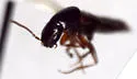 Quedius divergens - photo 3