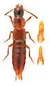 Quedius divergens - photo 4