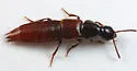 Quedius erythrogaster - Quedius erythrogaster