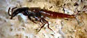 Quedius erythrogaster - photo 2