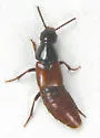 Quedius erythrogaster - photo 3