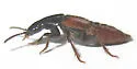Quedius erythrogaster - photo 4
