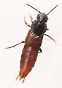 Quedius erythrogaster - photo 5