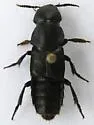 Quedius (Megaquedius) explanatus - photo 4