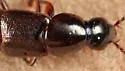 Quedius fulvicollis - photo 2