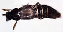 Quedius griffinae - Quedius griffinae