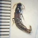 Quedius labradorensis - Quedius labradorensis