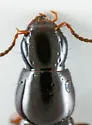 Quedius laticollis - photo 2