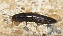 Quedius laticollis - photo 4