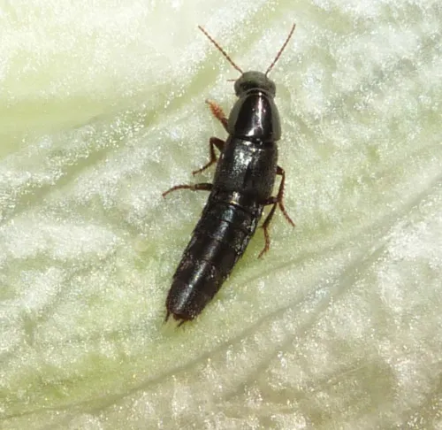 Quedius levicollis - Quedius levicollis